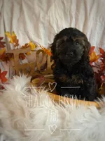 Maple, a female Cockapoo for sale in Detroit Lakes, MN – 1 of 1
