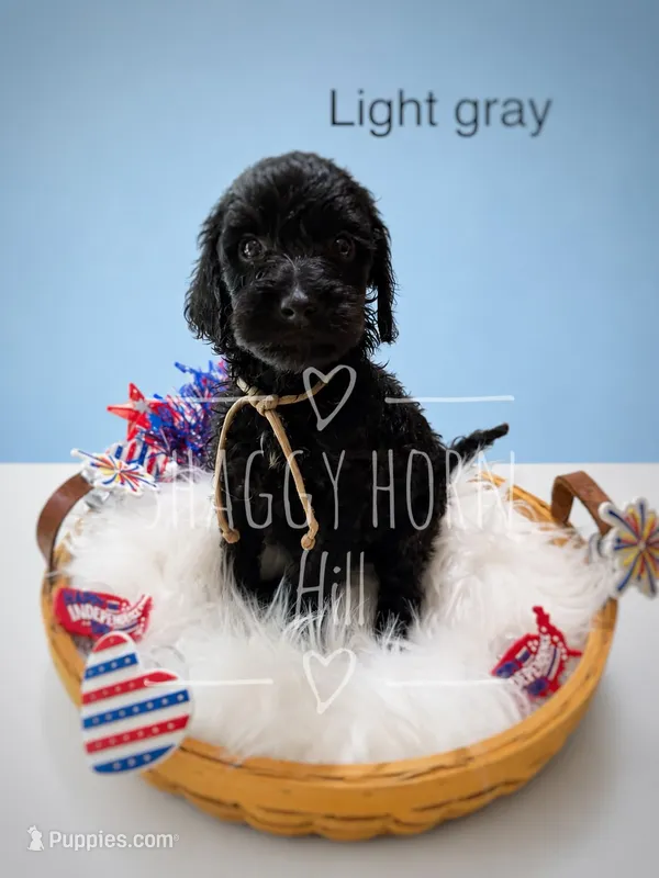 Light gray – Miniature Goldendoodle puppy for sale in Detroit Lakes, MN
