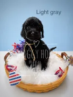 Light gray, a male Miniature Goldendoodle for sale in Detroit Lakes, MN – 1 of 2