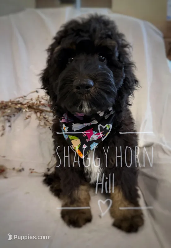 Blue – Cockapoo puppy for sale in Detroit Lakes, MN