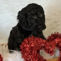 Blue, a male Cockapoo for sale in Detroit Lakes, MN – Photo 2 of 4