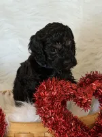 Blue, a male Cockapoo for sale in Detroit Lakes, MN – Photo 2 of 3