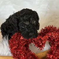 Blue, a male Cockapoo for sale in Detroit Lakes, MN – Photo 3 of 4