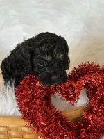 Blue, a male Cockapoo for sale in Detroit Lakes, MN – Photo 3 of 3