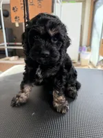 Blue, a male Cockapoo for sale in Detroit Lakes, MN – Photo 4 of 4