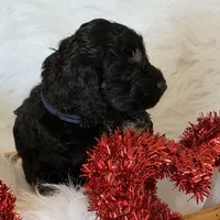 Blue, a male Cockapoo for sale in Detroit Lakes, MN – Photo 1 of 4