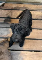 Green, a male Miniature Goldendoodle for sale in Detroit Lakes, MN – 3 of 3