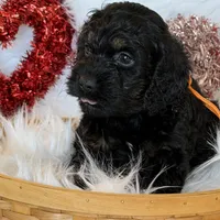 Orange, a male Cockapoo for sale in Detroit Lakes, MN – Photo 5 of 5