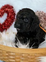 Orange, a male Cockapoo for sale in Detroit Lakes, MN – Photo 3 of 3