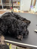 Orange, a male Cockapoo for sale in Detroit Lakes, MN – Photo 2 of 5