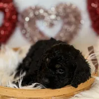 Orange, a male Cockapoo for sale in Detroit Lakes, MN – Photo 3 of 5