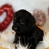 Orange, a male Cockapoo for sale in Detroit Lakes, MN – Photo 4 of 5