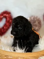 Orange, a male Cockapoo for sale in Detroit Lakes, MN – Photo 2 of 3