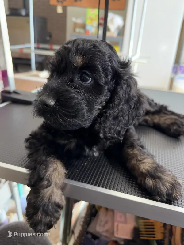 Orange – Cockapoo puppy for sale in Detroit Lakes, MN