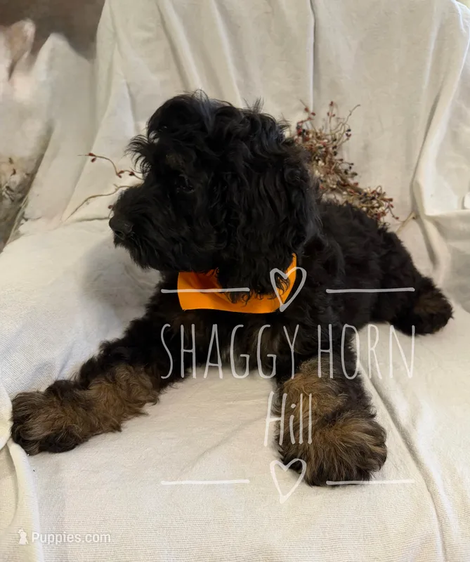 Orange – Cockapoo puppy for sale in Detroit Lakes, MN