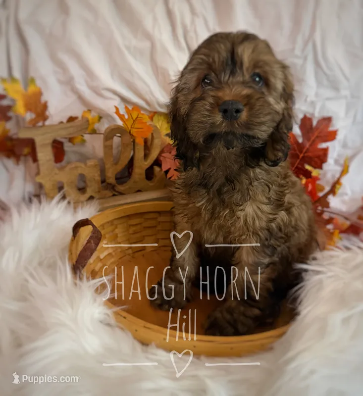 Oakley – Cockapoo puppy for sale in Detroit Lakes, MN