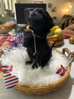 Light gray, a male Miniature Goldendoodle for sale in Detroit Lakes, MN – 2 of 2