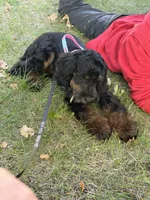 Turquoise, a male Miniature Goldendoodle for sale in Detroit Lakes, MN – 2 of 2