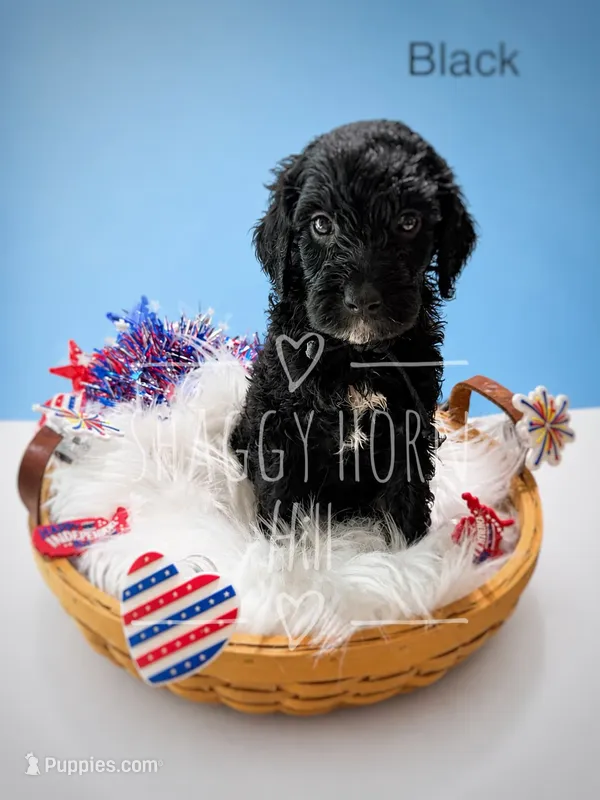 Black – Miniature Goldendoodle puppy for sale in Detroit Lakes, MN