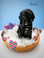 Black, a male Miniature Goldendoodle for sale in Detroit Lakes, MN – 1 of 1