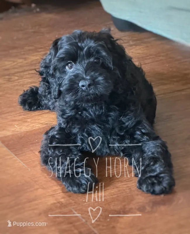Hazel – Cockapoo puppy for sale in Detroit Lakes, MN
