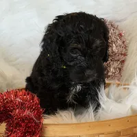 Yellow, a male Cockapoo for sale in Detroit Lakes, MN – Photo 5 of 5