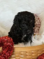 Yellow, a male Cockapoo for sale in Detroit Lakes, MN – Photo 3 of 3