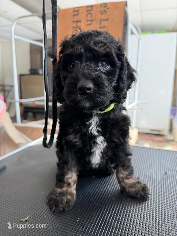 Yellow – Cockapoo puppy for sale in Detroit Lakes, MN