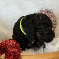 Yellow, a male Cockapoo for sale in Detroit Lakes, MN – Photo 3 of 5