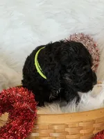 Yellow, a male Cockapoo for sale in Detroit Lakes, MN – Photo 1 of 3