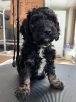 Yellow, a male Cockapoo for sale in Detroit Lakes, MN – Photo 2 of 5