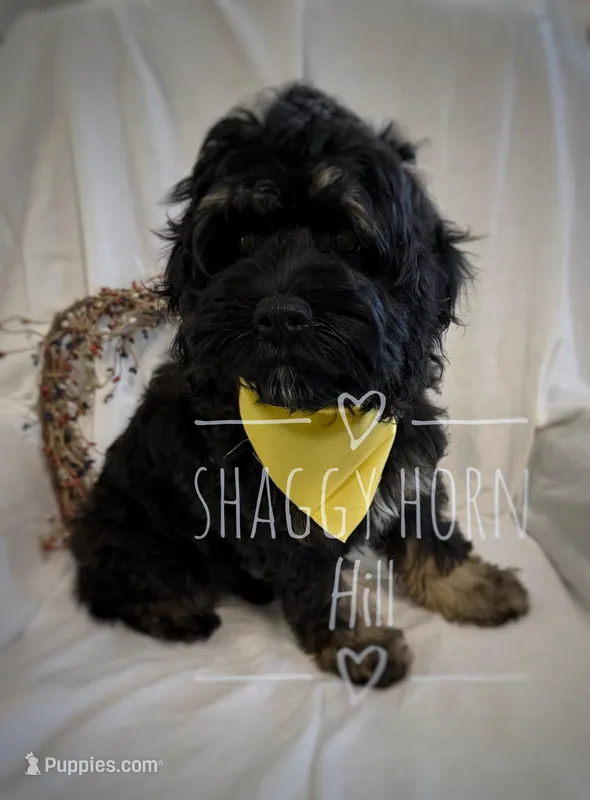 Yellow – Cockapoo puppy for sale in Detroit Lakes, MN