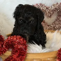 Yellow, a male Cockapoo for sale in Detroit Lakes, MN – Photo 4 of 5