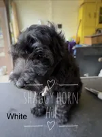 Light gray, a male Miniature Goldendoodle for sale in Detroit Lakes, MN – 2 of 4