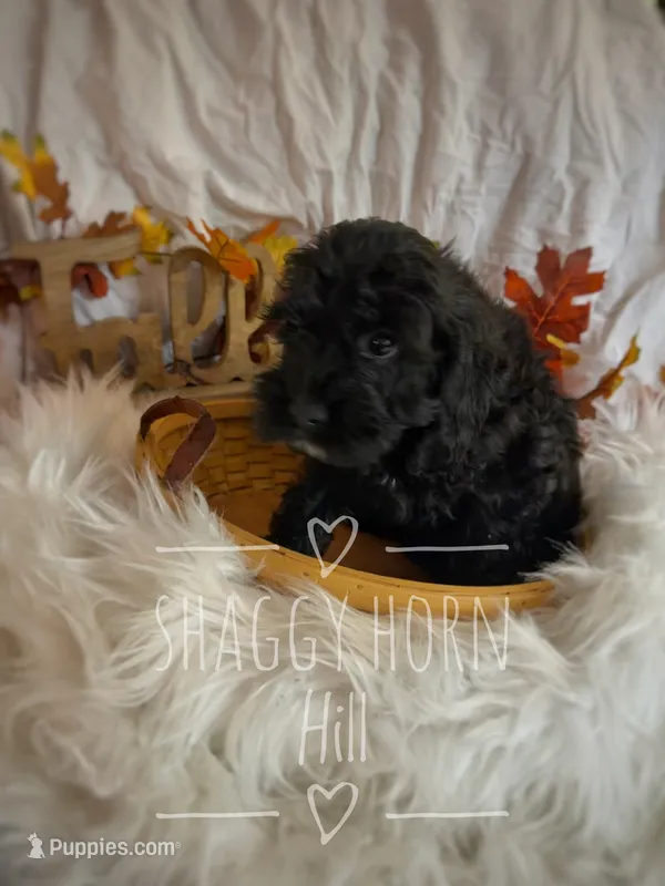 Willow – Cockapoo puppy for sale in Detroit Lakes, MN