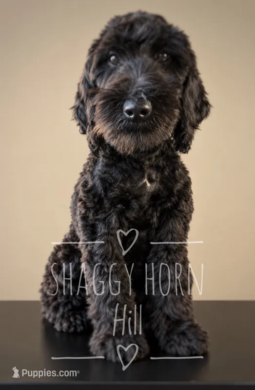 Light gray – Miniature Goldendoodle puppy for sale in Detroit Lakes, MN