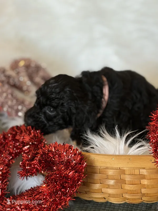 Pink, a female Cockapoo for sale in Detroit Lakes, MN – Photo 1 of 2