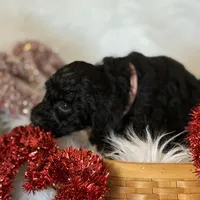 Pink, a female Cockapoo for sale in Detroit Lakes, MN – Photo 1 of 3