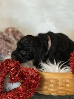 Pink, a female Cockapoo for sale in Detroit Lakes, MN – Photo 1 of 2