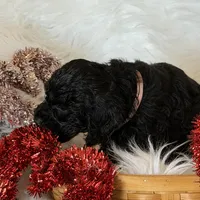 Pink, a female Cockapoo for sale in Detroit Lakes, MN – Photo 2 of 3