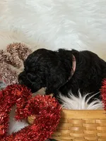 Pink, a female Cockapoo for sale in Detroit Lakes, MN – Photo 2 of 2