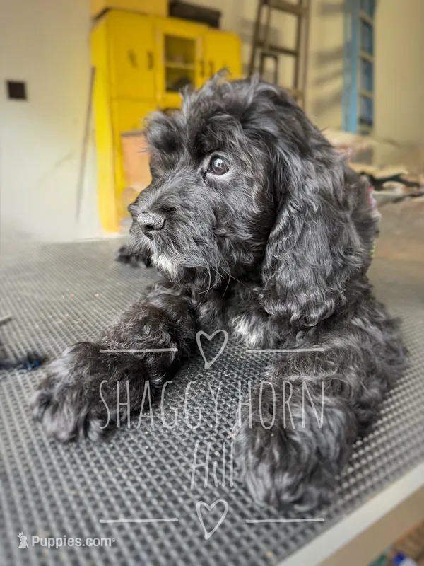 Willow – Cockapoo puppy for sale in Detroit Lakes, MN