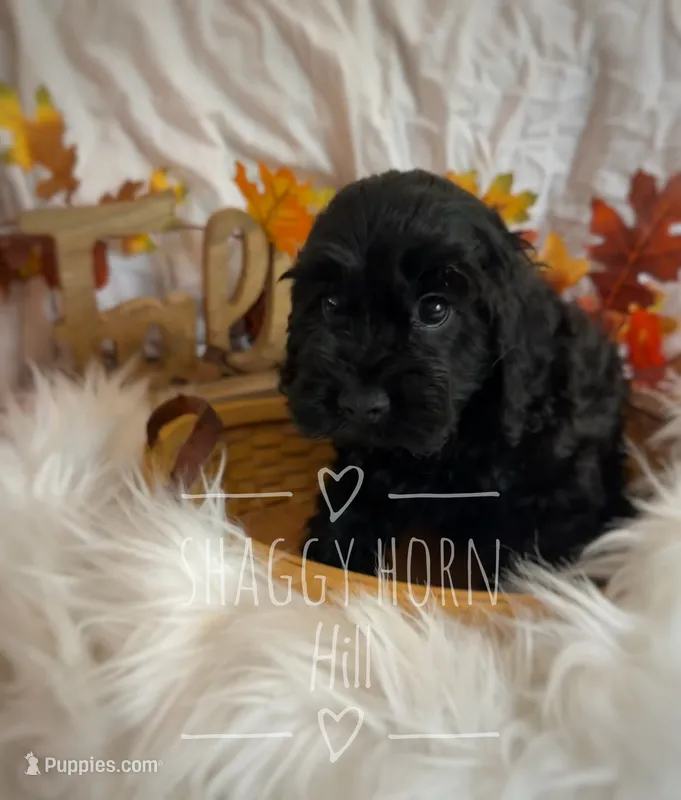 Hazel – Cockapoo puppy for sale in Detroit Lakes, MN