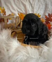 Hazel, a female Cockapoo for sale in Detroit Lakes, MN – 1 of 1
