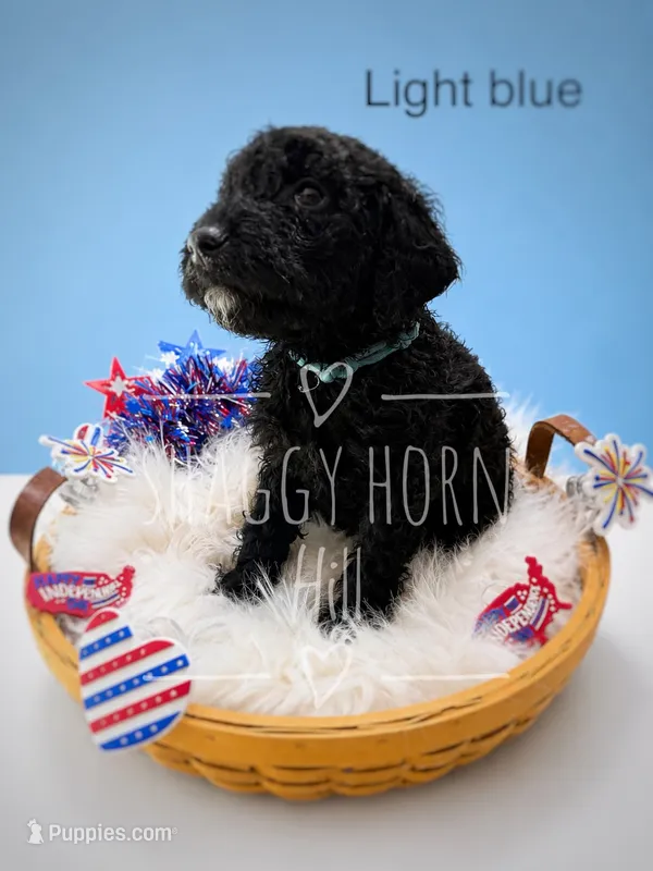 Light blue – Miniature Goldendoodle puppy for sale in Detroit Lakes, MN