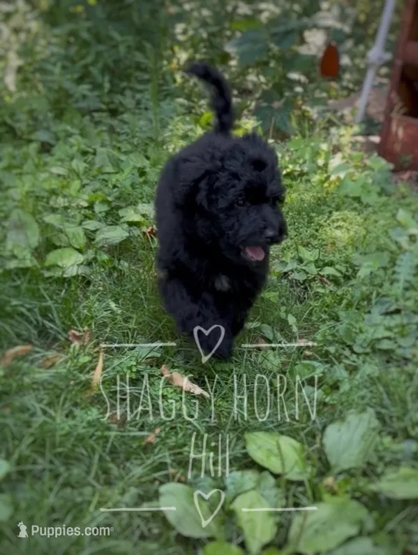 Dark green – Miniature Goldendoodle puppy for sale in Detroit Lakes, MN