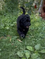 Dark green, a male Miniature Goldendoodle for sale in Detroit Lakes, MN – 1 of 3