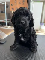 Pink, a female Cockapoo for sale in Detroit Lakes, MN – Photo 3 of 3