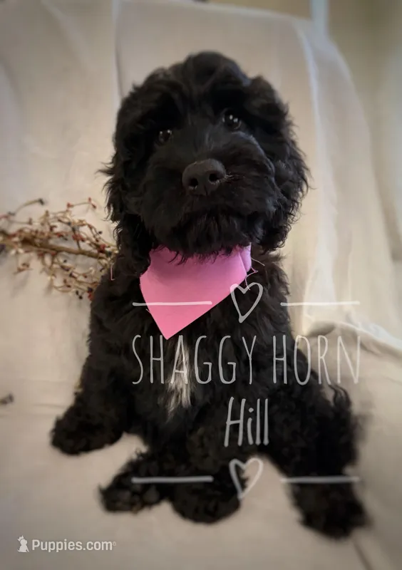 Pink – Cockapoo puppy for sale in Detroit Lakes, MN