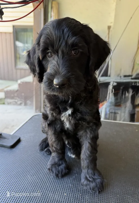 Red – Miniature Goldendoodle puppy for sale in Detroit Lakes, MN